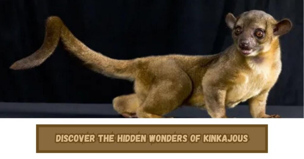Discover the Hidden Wonders of Kinkajous