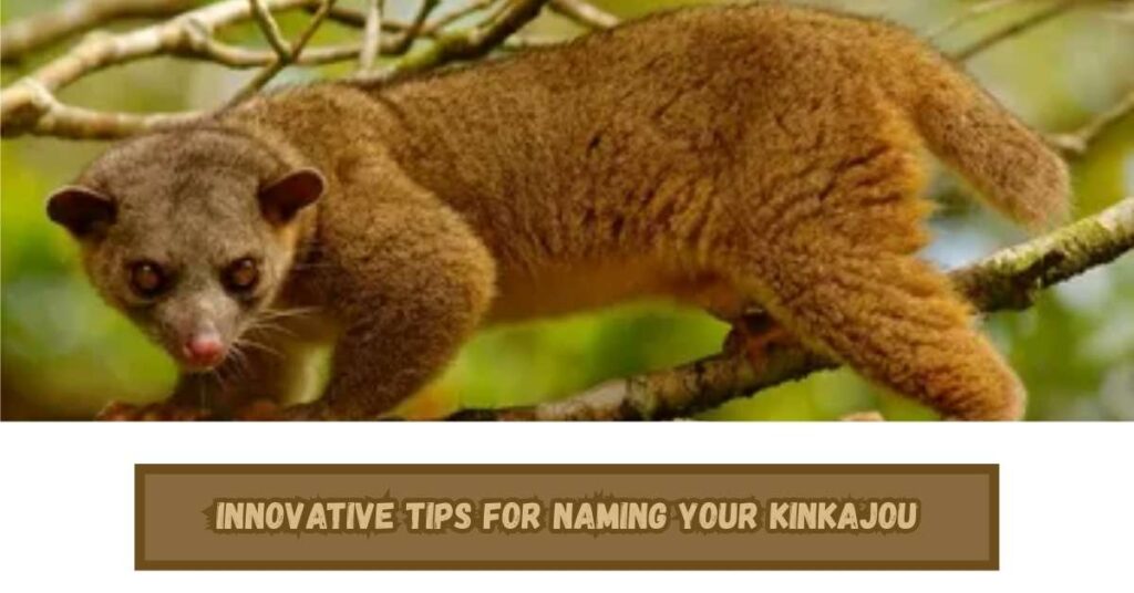 Innovative Tips for Naming Your Kinkajou