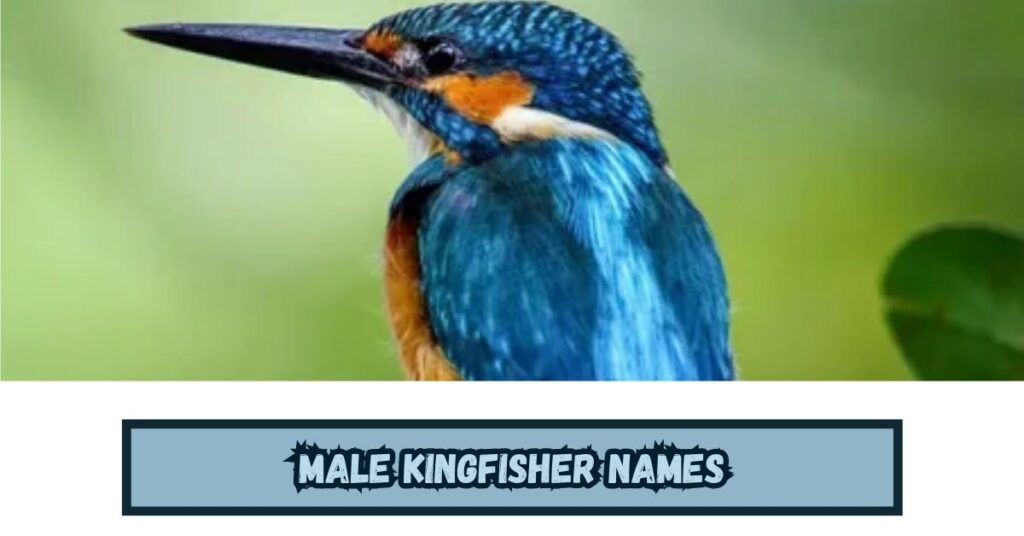 Male Kingfisher Names