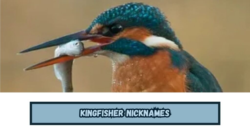 Kingfisher Nicknames