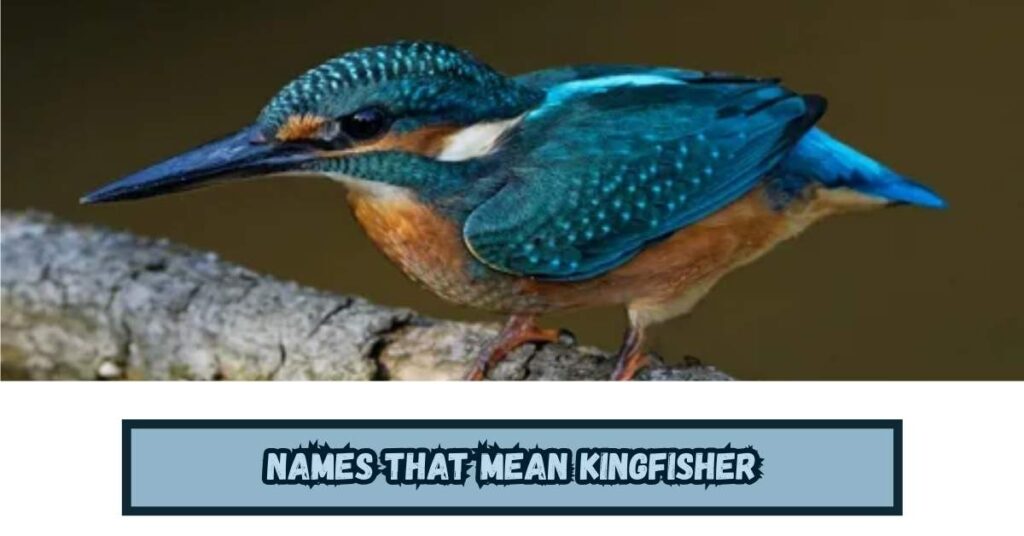 Names That Mean Kingfisher
