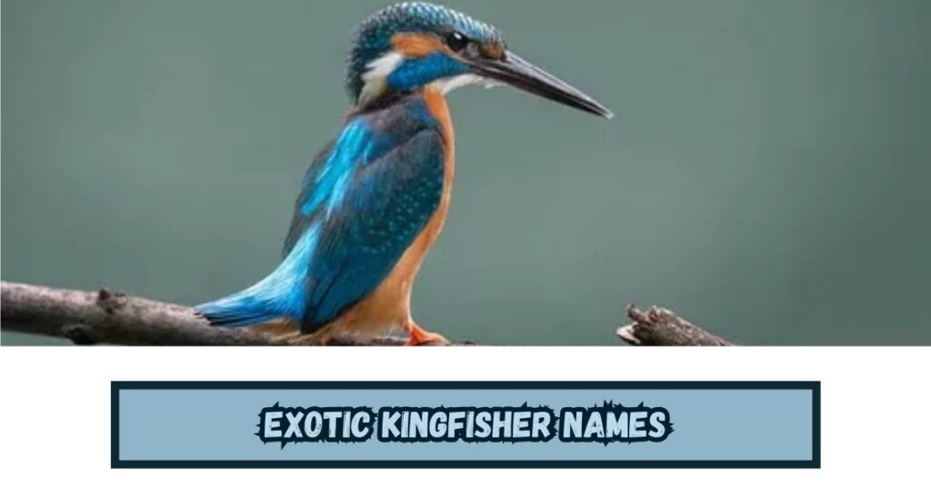 Exotic Kingfisher Names
