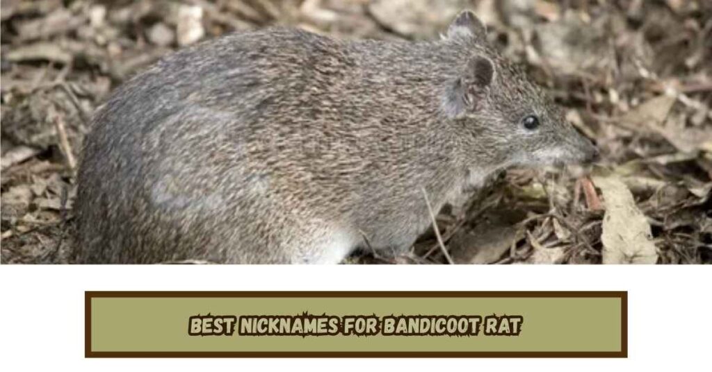 Best Nicknames for Bandicoot Rat
