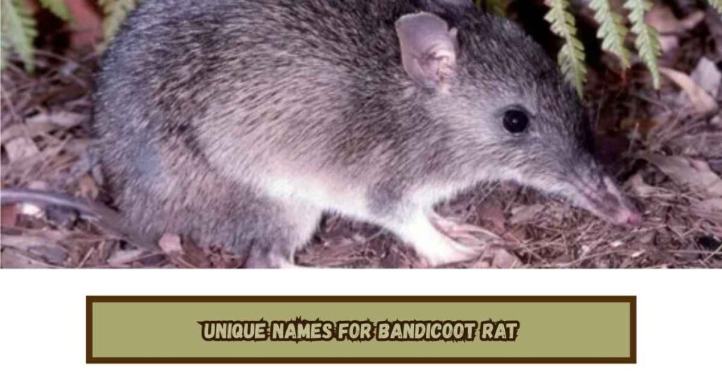 Unique Names for Bandicoot Rat
