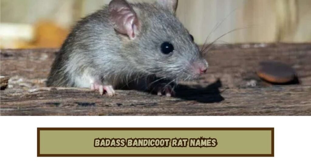 Badass Bandicoot Rat Names