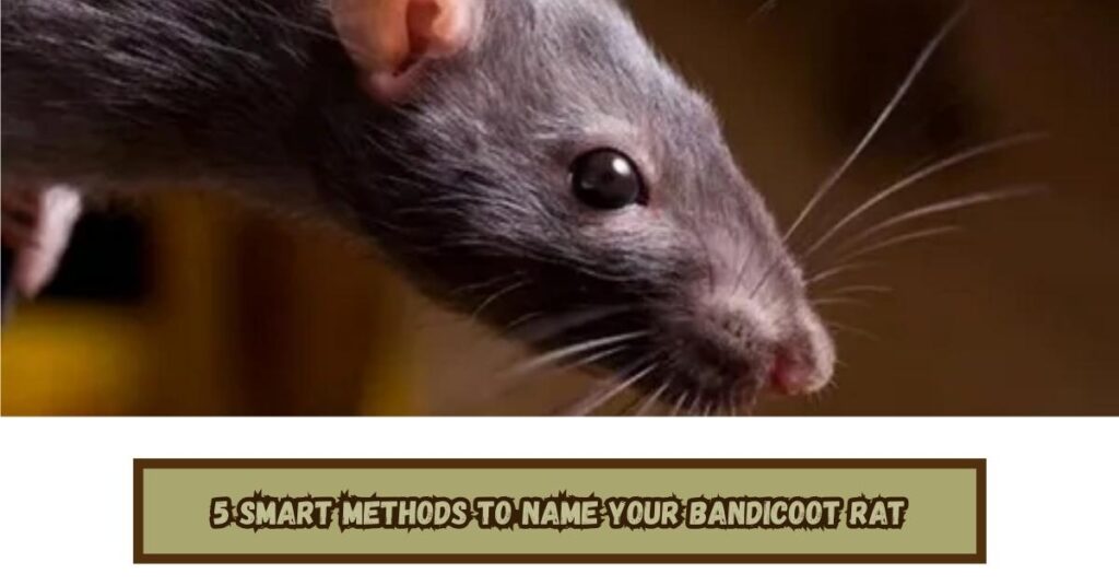 5 Smart Methods to Name Your Bandicoot Rat