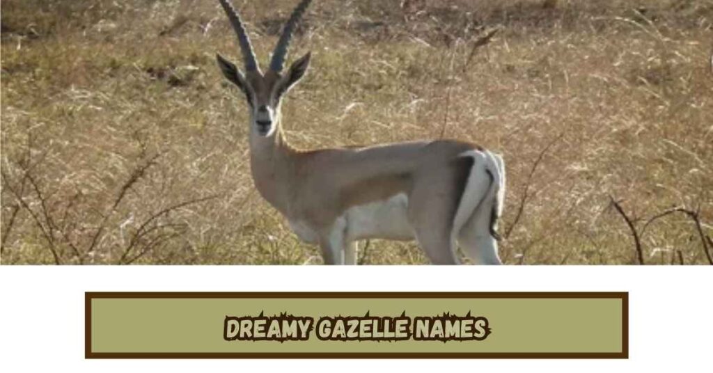 Dreamy Gazelle Names