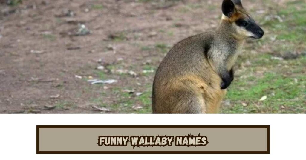 Funny Wallaby Names