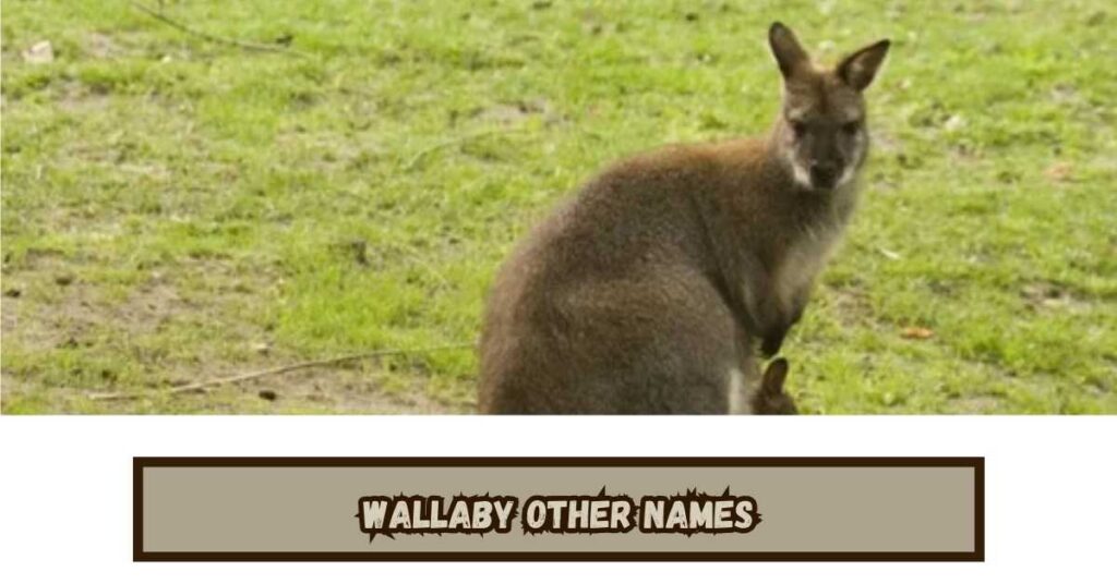 Wallaby Other Names