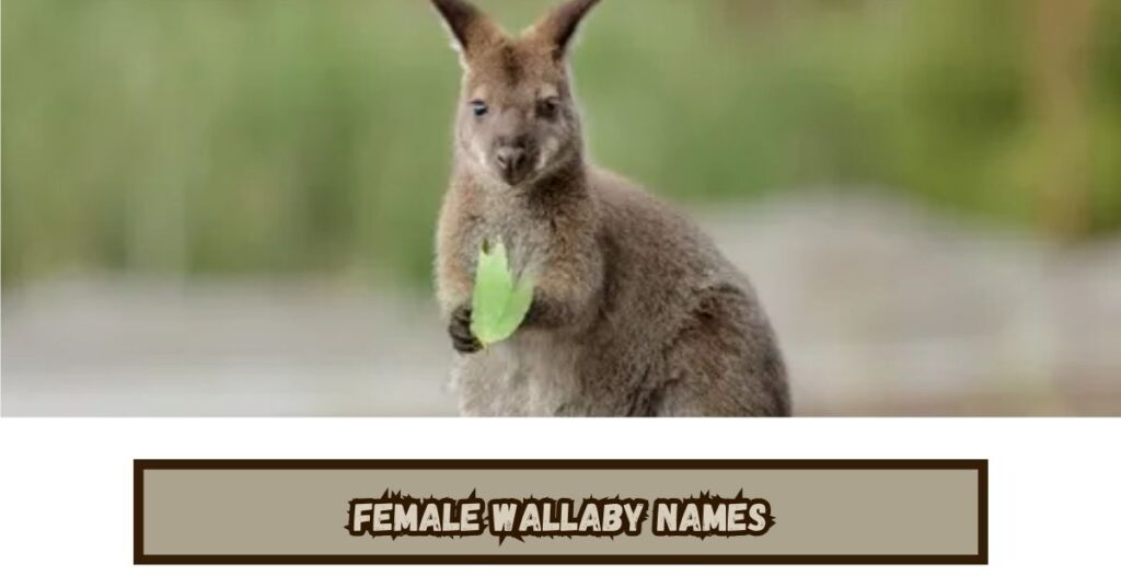 Female Wallaby Names