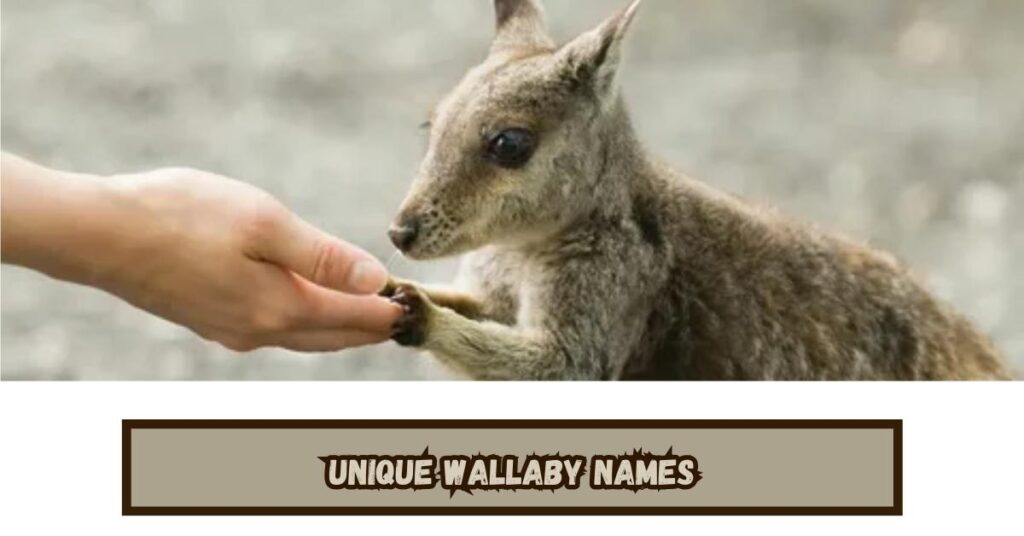 Unique Wallaby Names