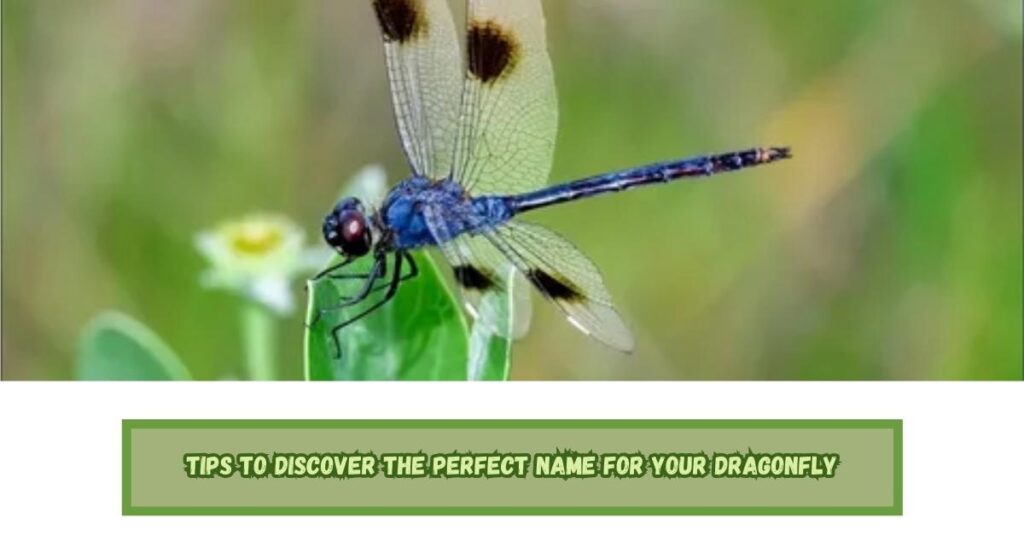 Tips to Discover the Perfect Name for Your Dragonfly