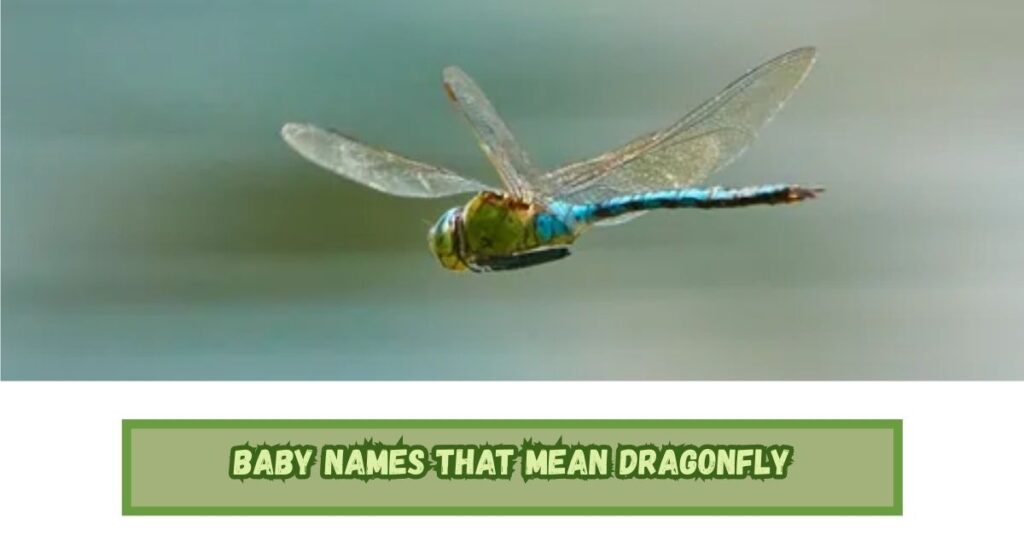 Baby Names That Mean Dragonfly