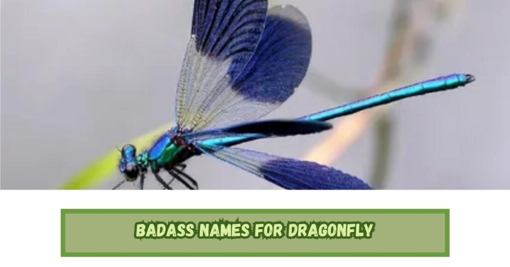 Badass Names for Dragonfly