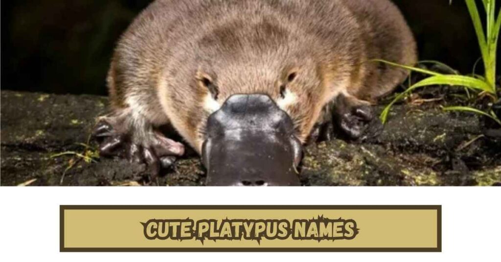 Cute Platypus Names
