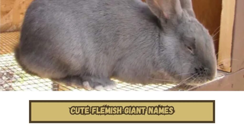 Cute Flemish Giant Names