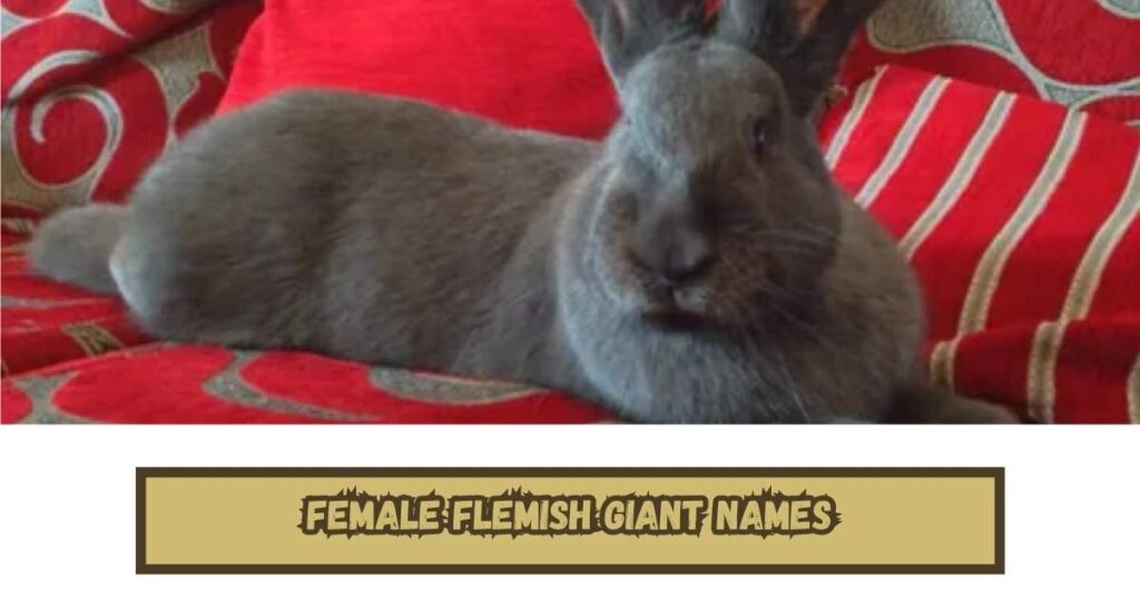 Female Flemish Giant Names