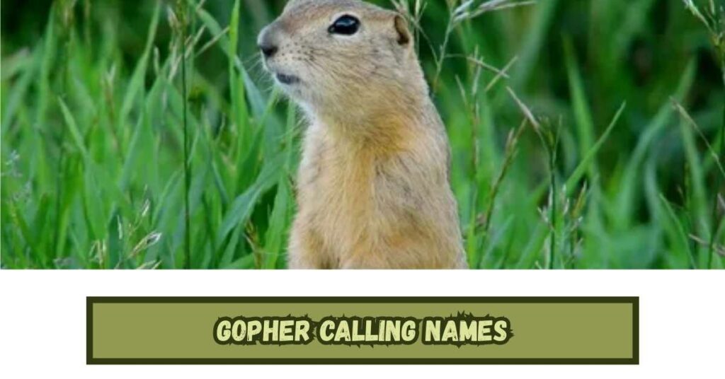 Gopher Calling Names