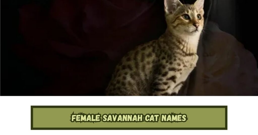 Female Savannah Cat Names