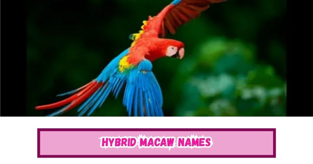 Hybrid Macaw Names