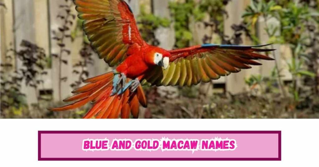 Blue and Gold Macaw Names