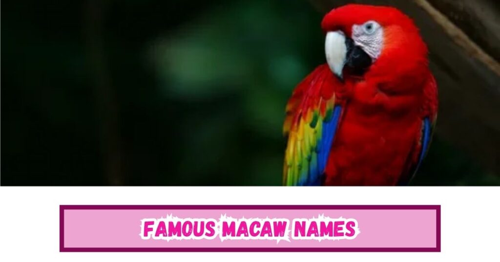 Famous Macaw Names