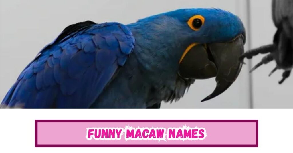 Funny Macaw Names