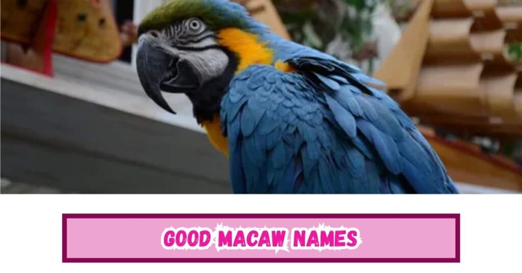 Good Macaw Names