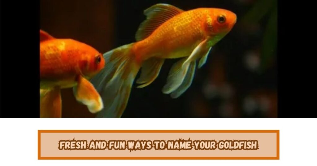Key Facts About Goldfish