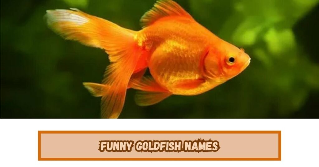 Funny Goldfish Names