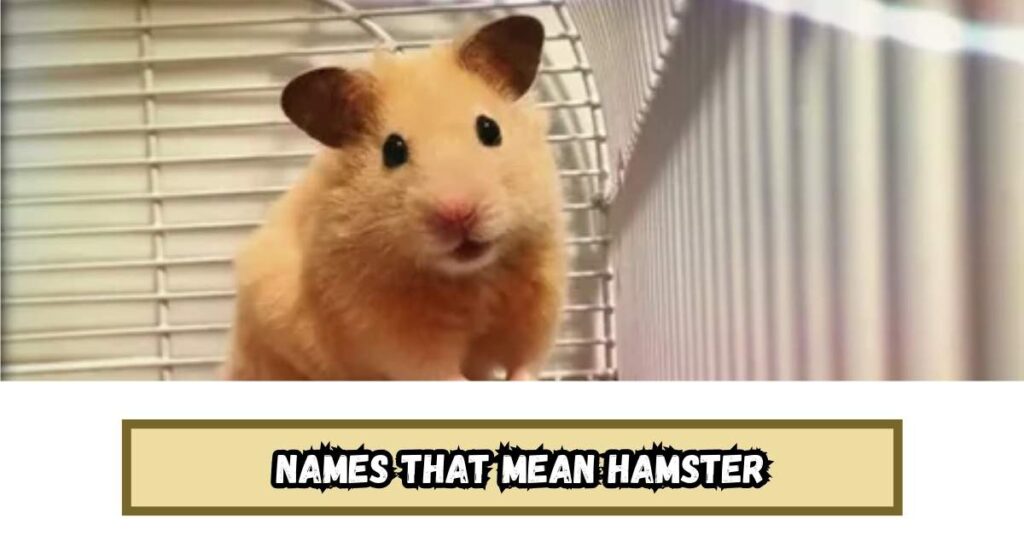 Names That Mean Hamster