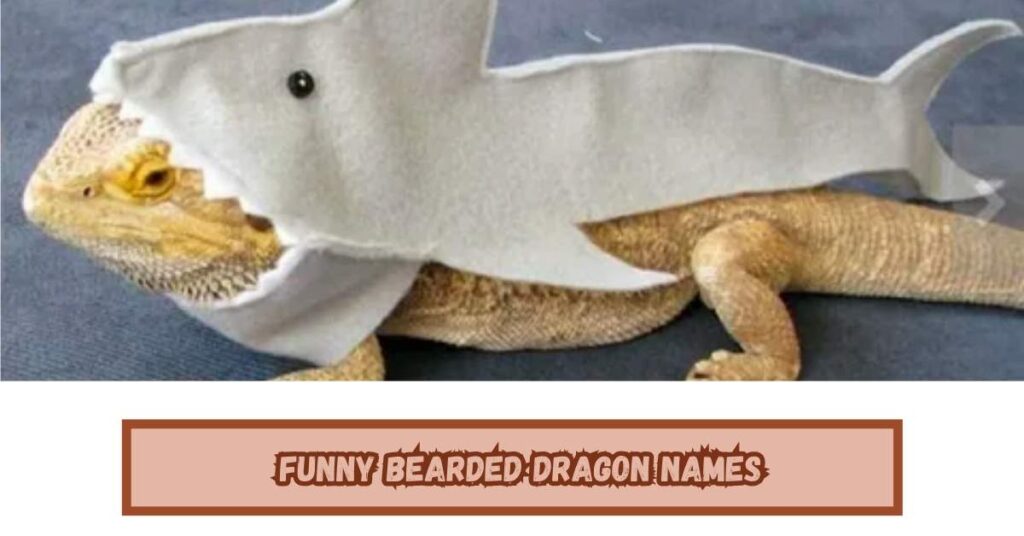 Funny Bearded Dragon Names