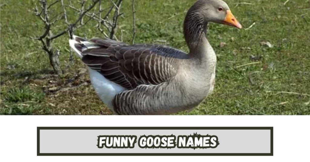 Funny Goose Names