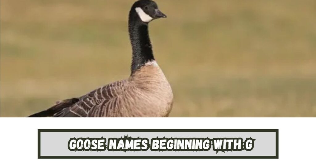 Goose Names Beginning With G