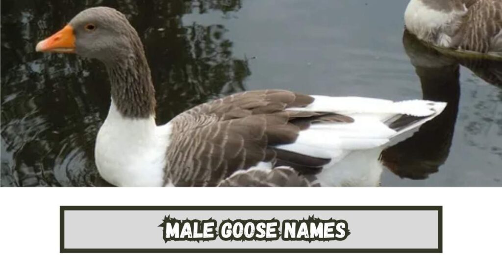 Male Goose Names