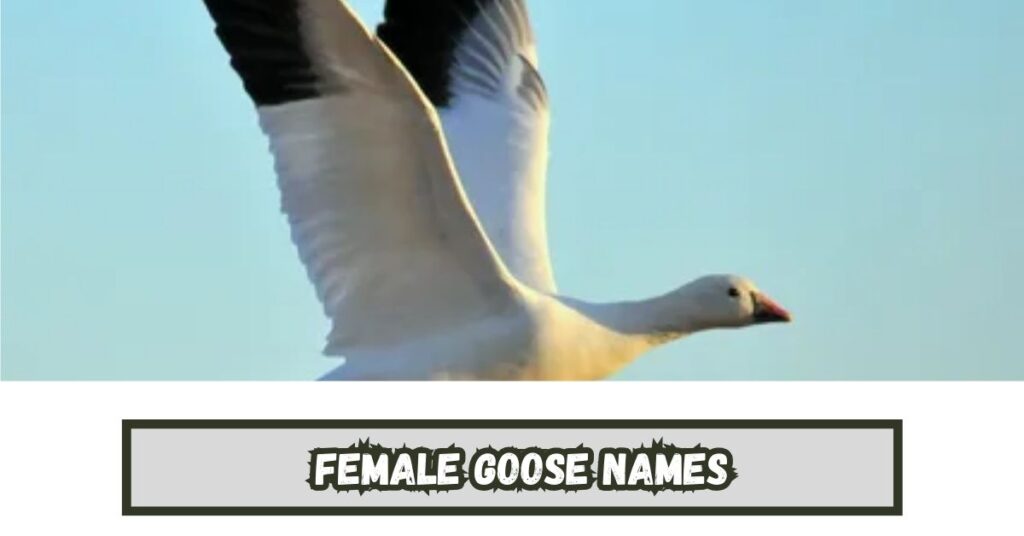 Female Goose Names