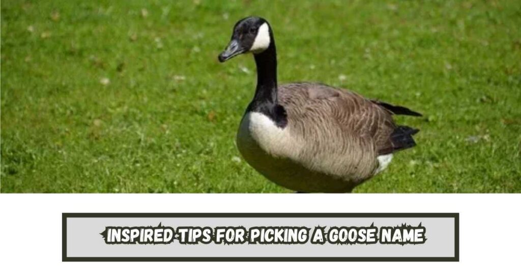 Inspired Tips for Picking a Goose Name
