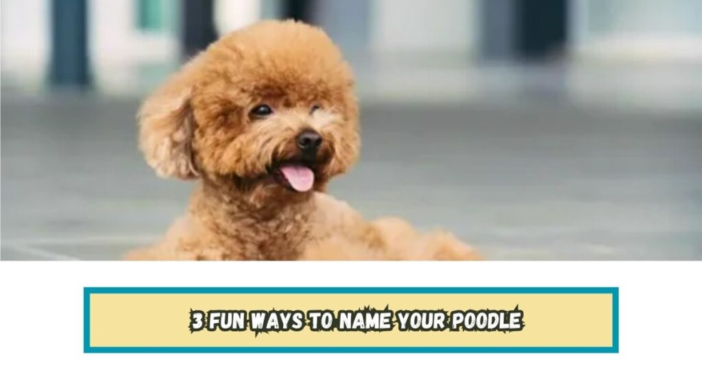 3 Fun Ways to Name Your Poodle