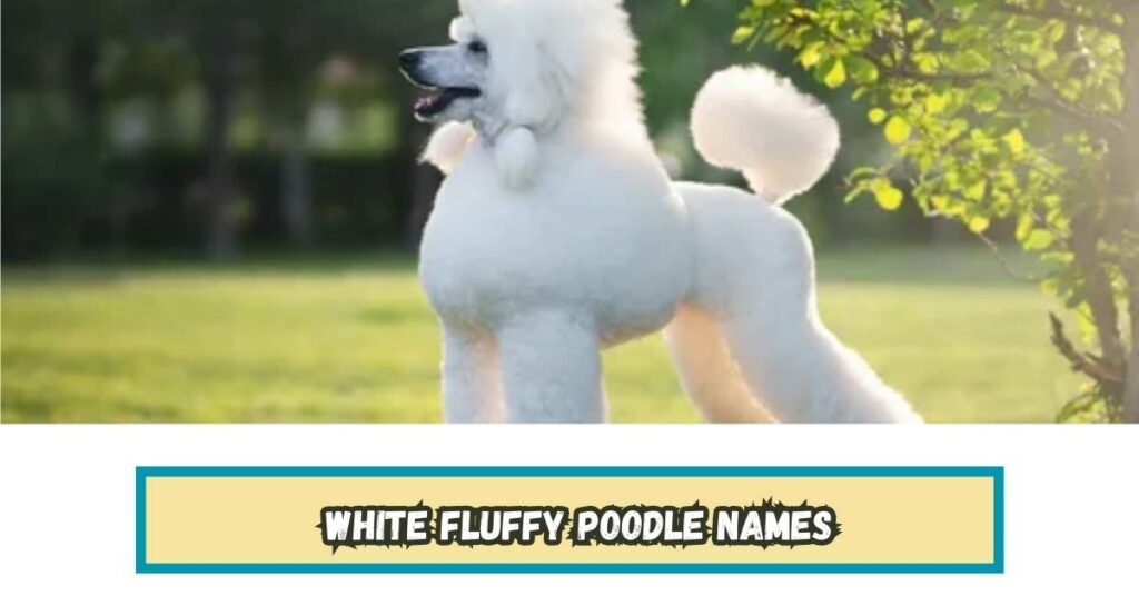 White Fluffy Poodle Names