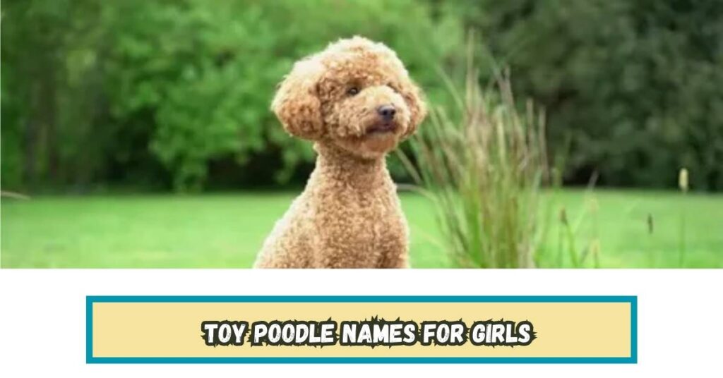 Toy Poodle Names for Girls