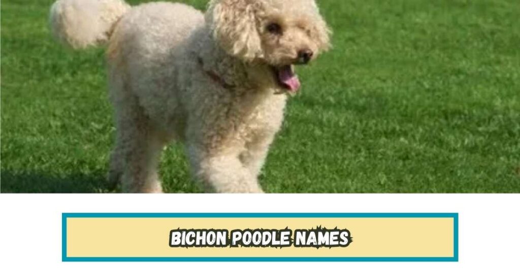 Bichon Poodle Names