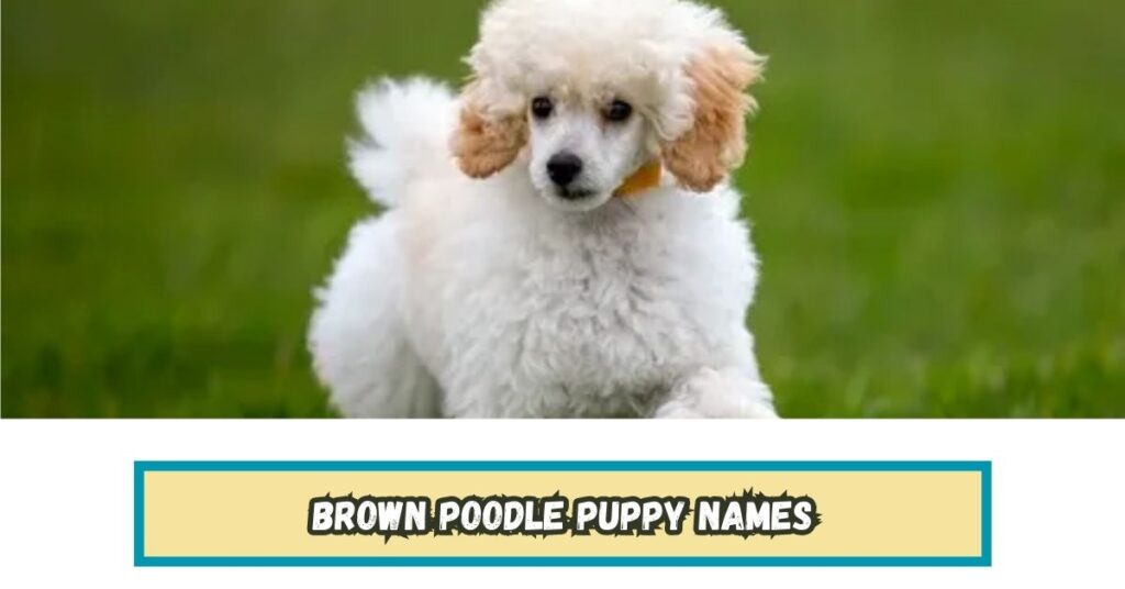 Brown Poodle Puppy Names