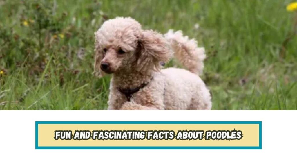 Fun and Fascinating Facts About Poodles