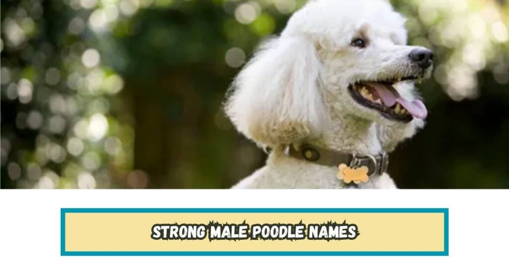Strong Male Poodle Names