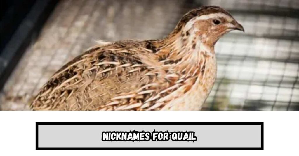 Nicknames for Quail