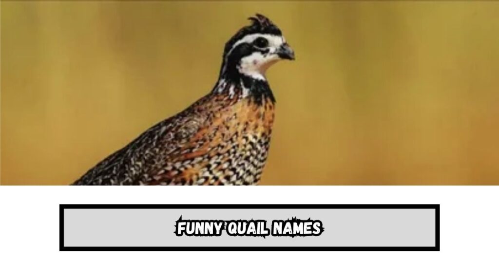 Funny Quail Names