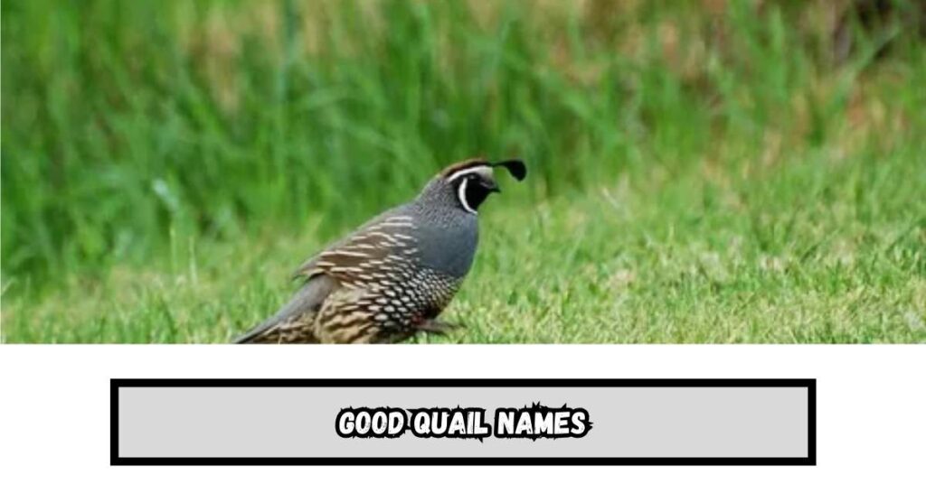 Good Quail Names

