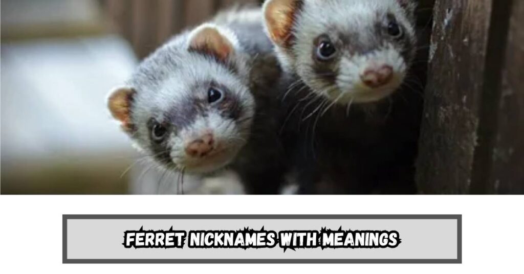Ferret Nicknames with Meanings
