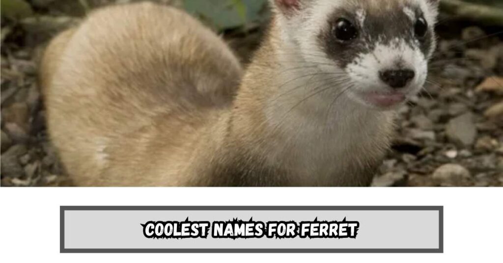 Coolest Names for Ferret