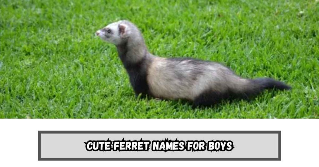 Cute Ferret Names for Boys